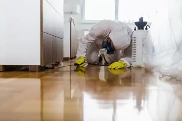 Flea-exterminator-kent