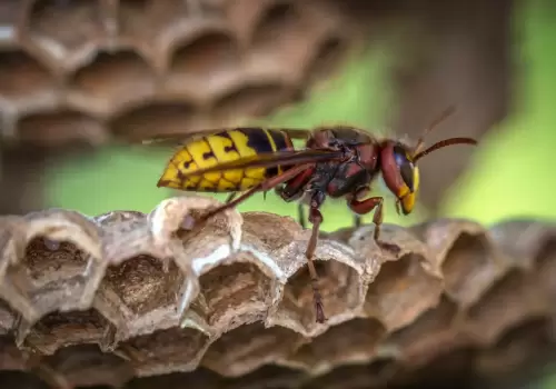 yellow-jacket-wasp-on-hive-closeup-photography-928976-scaled (1)