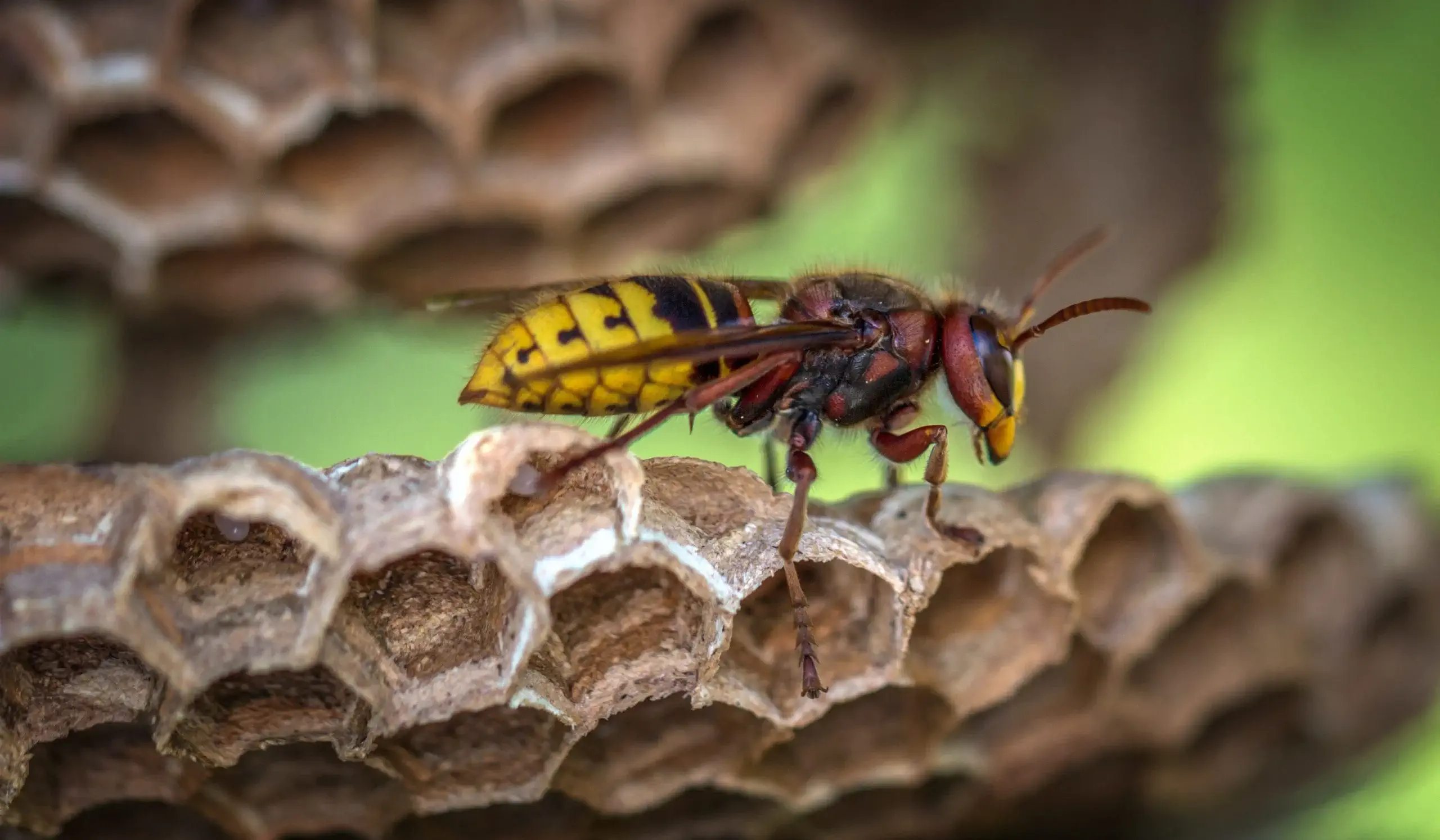 yellow-jacket-wasp-on-hive-closeup-photography-928976-scaled (1)